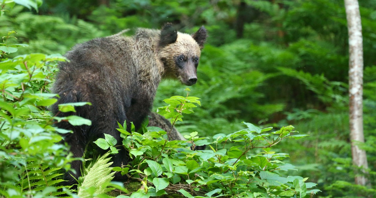 Drony będą latać za niedźwiedziami. Wystrzelą w nie gaz pieprzowy