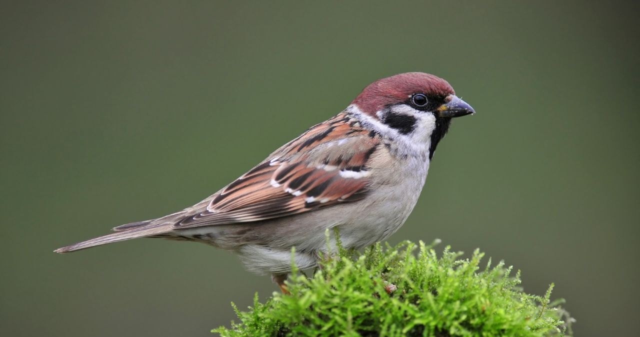 Zwiastują zmianę pory roku i kataklizm. Ptasie zwyczaje mogą wiele nauczyć