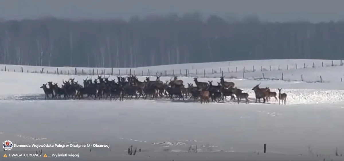 Na Warmii i Mazurach zaobserwowano wzmożoną aktywność jeleni w pobliżu dróg. Zwierzęta, uciekając przed drapieżnikami i szukając pożywienia, mogą niespodziewanie wtargnąć na jezdnię, stwarzając poważne zagrożenie dla kierowców. Policja apeluje o zachowanie szczególnej ostrożności.