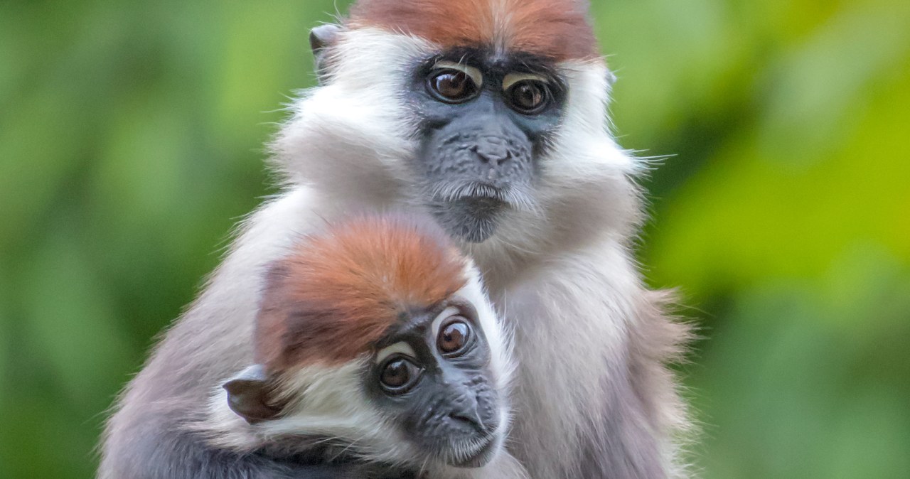 Urodziły się w Polsce. Gdy dorosną, zaczną szczekać