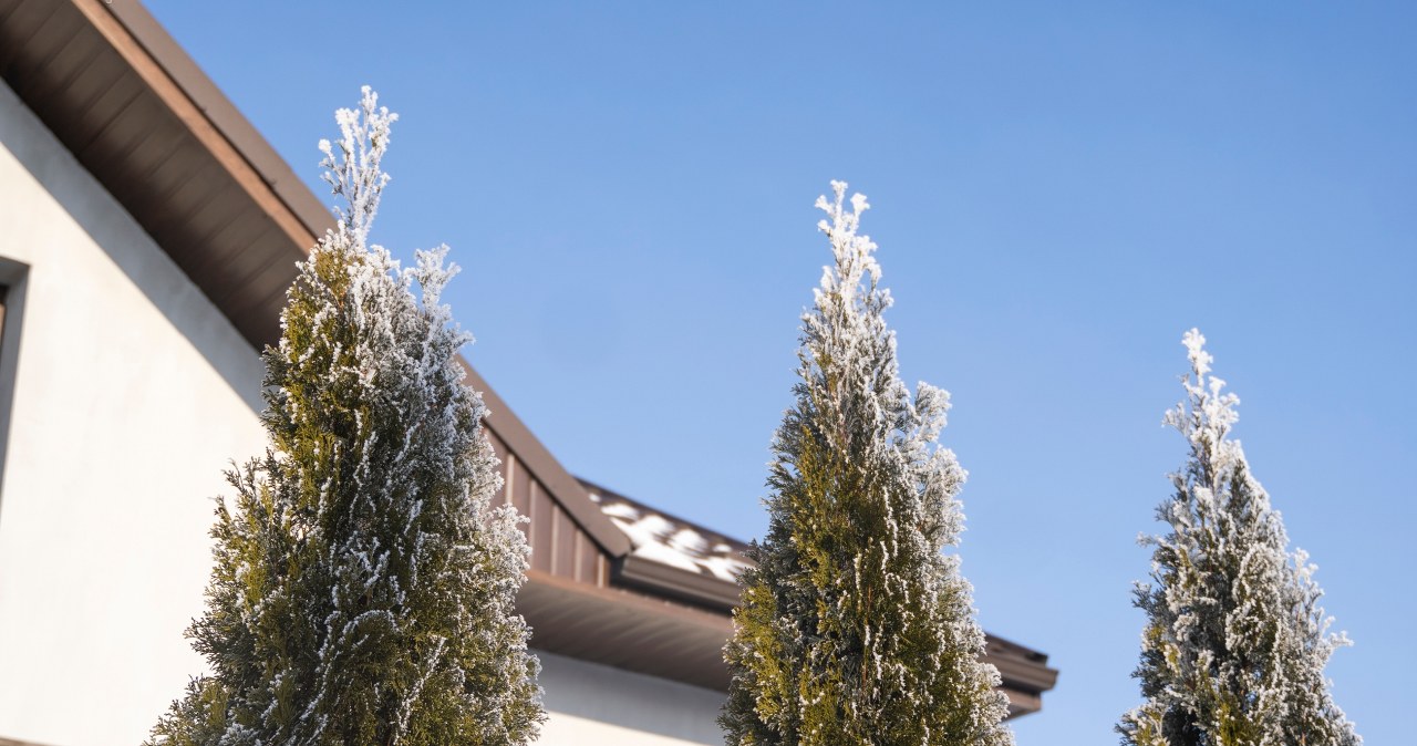 Jaki mróz wytrzyma tuja? To wyjątkowo twarda roślina