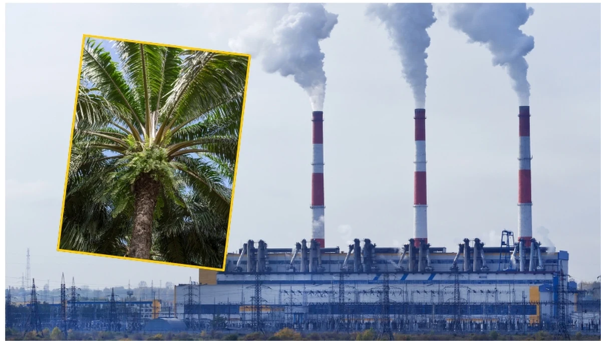 Mieszkańcy Lublina mogą poczuć się pod prysznicem, jakby byli pod palmą. I to dosłownie. Jedna z dwóch lubelskich elektrociepłowni wykorzystuje w kotłach paliwo z palmy.