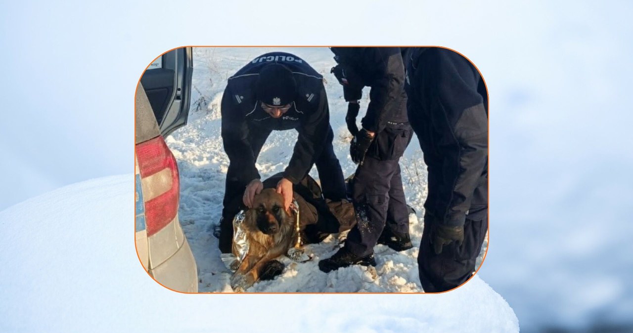 Pies przymarzł do pobocza. Policjanci skuli lód i uratowali mu życie
