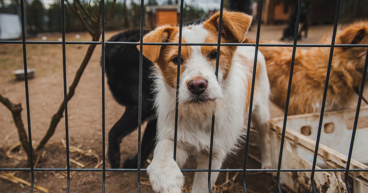 Nowy obowiązek dla właścicieli psów coraz bliżej. Będą musieli zapłacić 100 zł