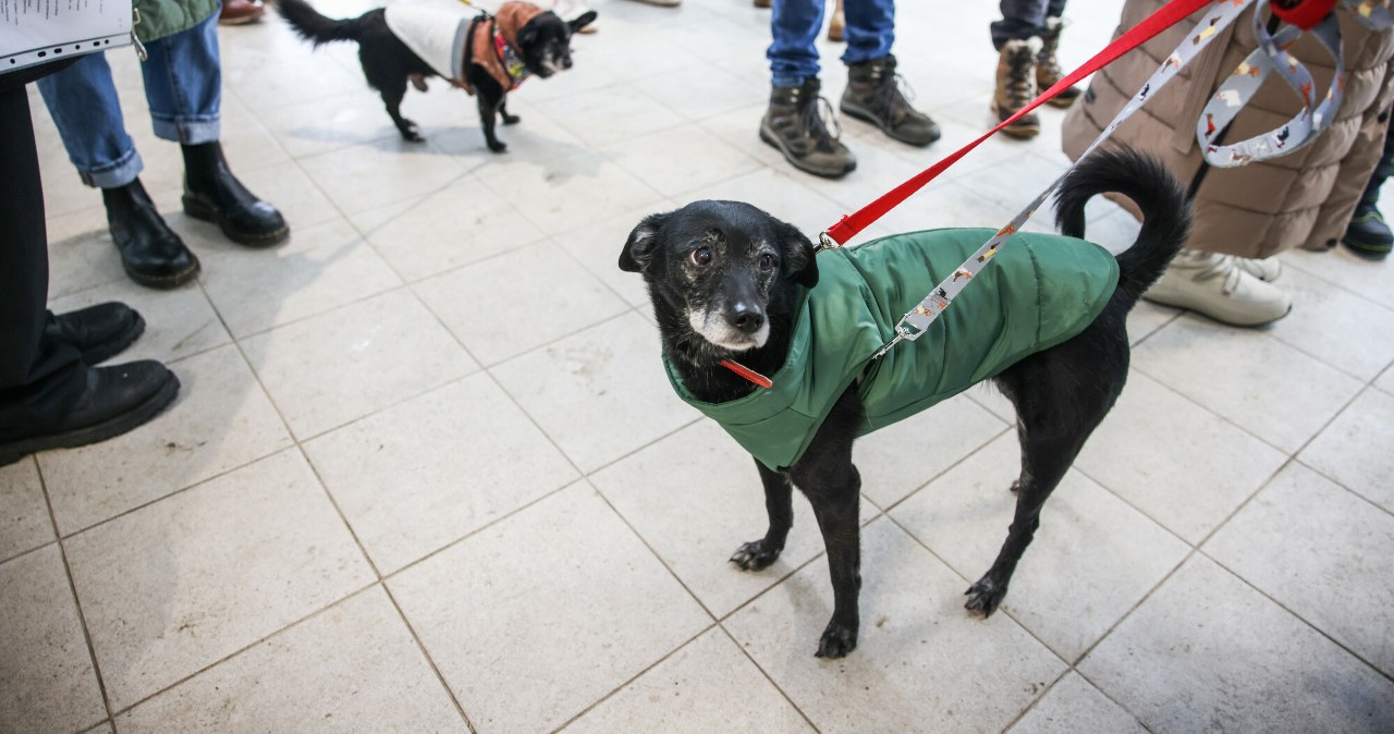 Afera o darmową karmę dla schronisk. Producent reaguje na ofertę sprzedaży