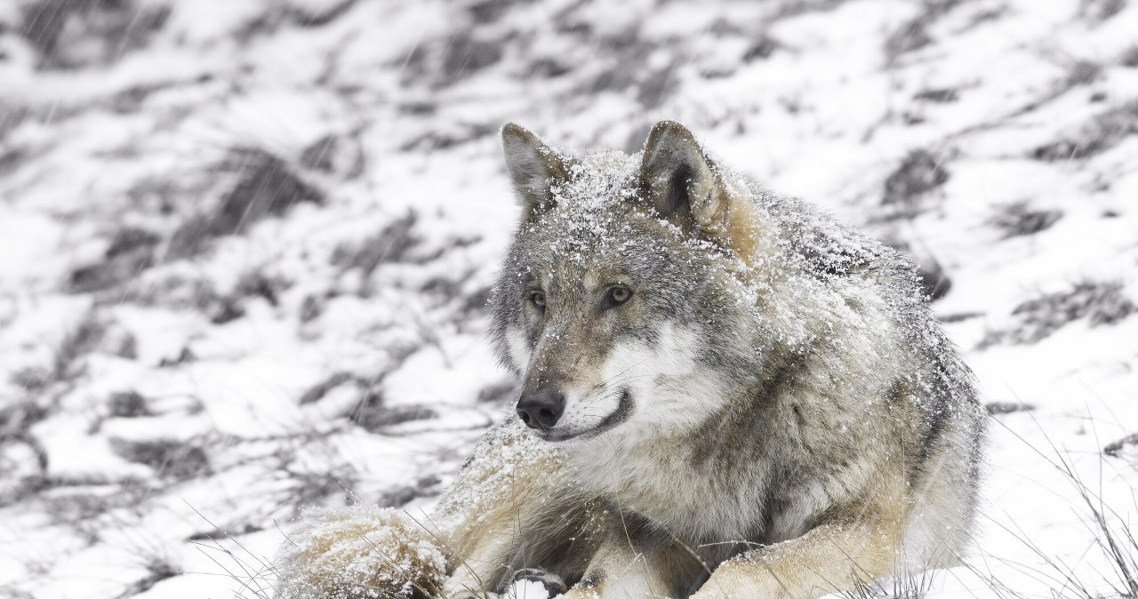 Sąsiad Polski wybija wilki. Liczby na koniec sezonu szokują