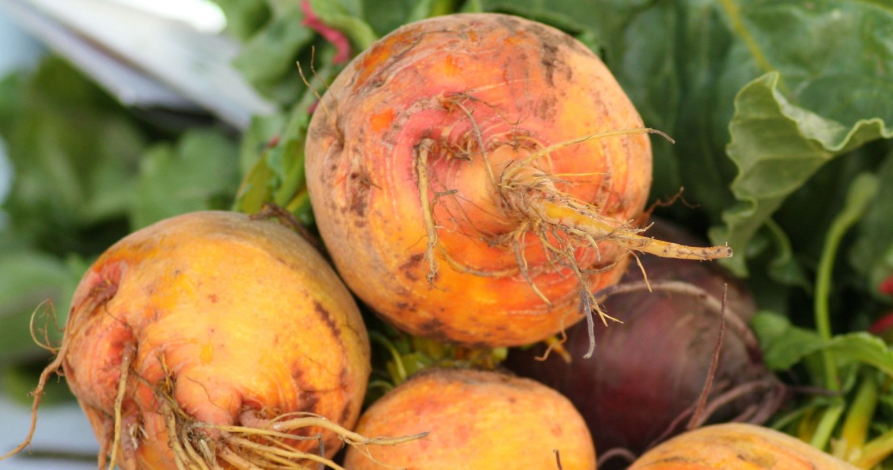 Złoty burak zyskuje popularność wśród działkowców. Czy warto go sadzić?