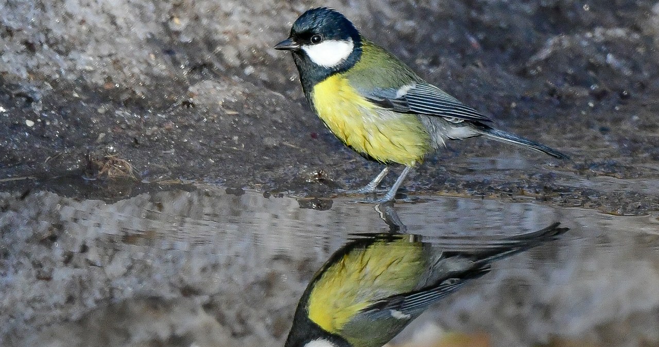 Często o tym zapominamy. Zimą jest nawet ważniejsza niż dokarmianie