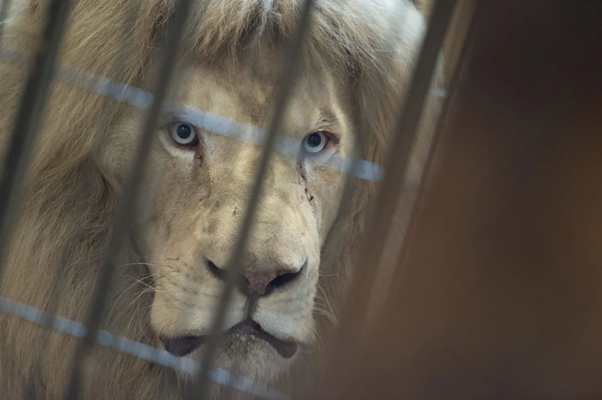 ​Zoo Borysew w województwie łódzkim poinformowało o śmierci Sahima - pierwszego białego lwa w Polsce. Zwierzę miało 16 lat i przez lata było nie tylko atrakcją ogrodu, ale także jego symbolem oraz "ukochanym królem sawanny".