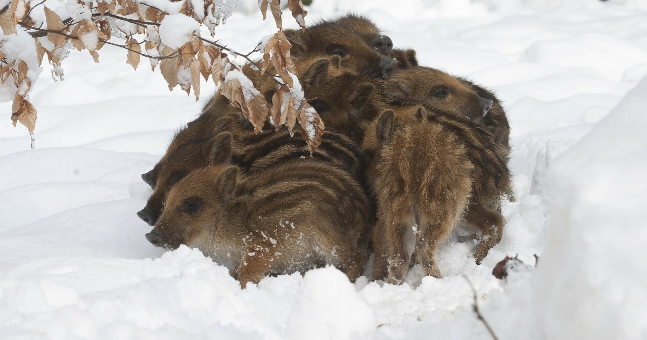 Dron nagrał jak zbijają się w wielkie plamy. Co się dzieje?