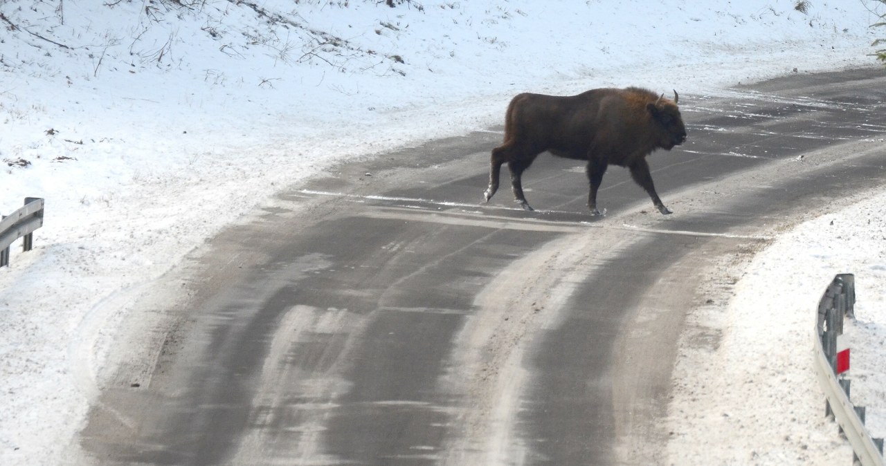 To koniec dzikich Bieszczadów? Przyrodnicy krytykują budowę drogi