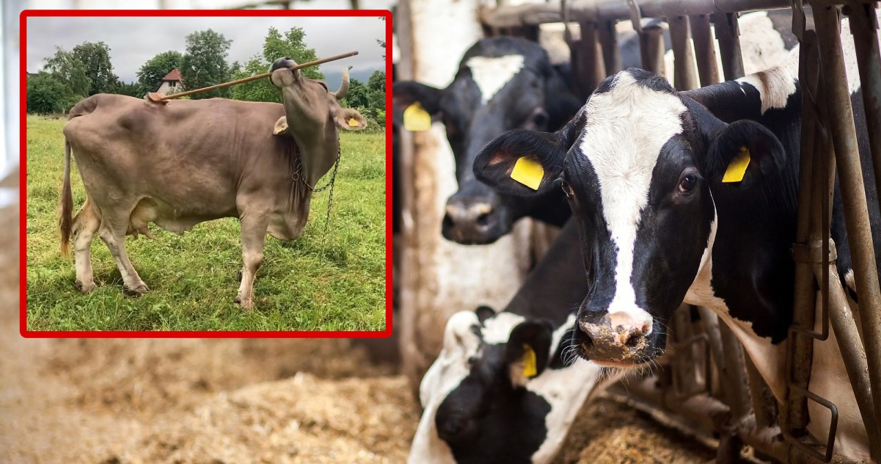 Nie tylko ludzie używają narzędzi. Ta krowa zaskoczyła naukowców