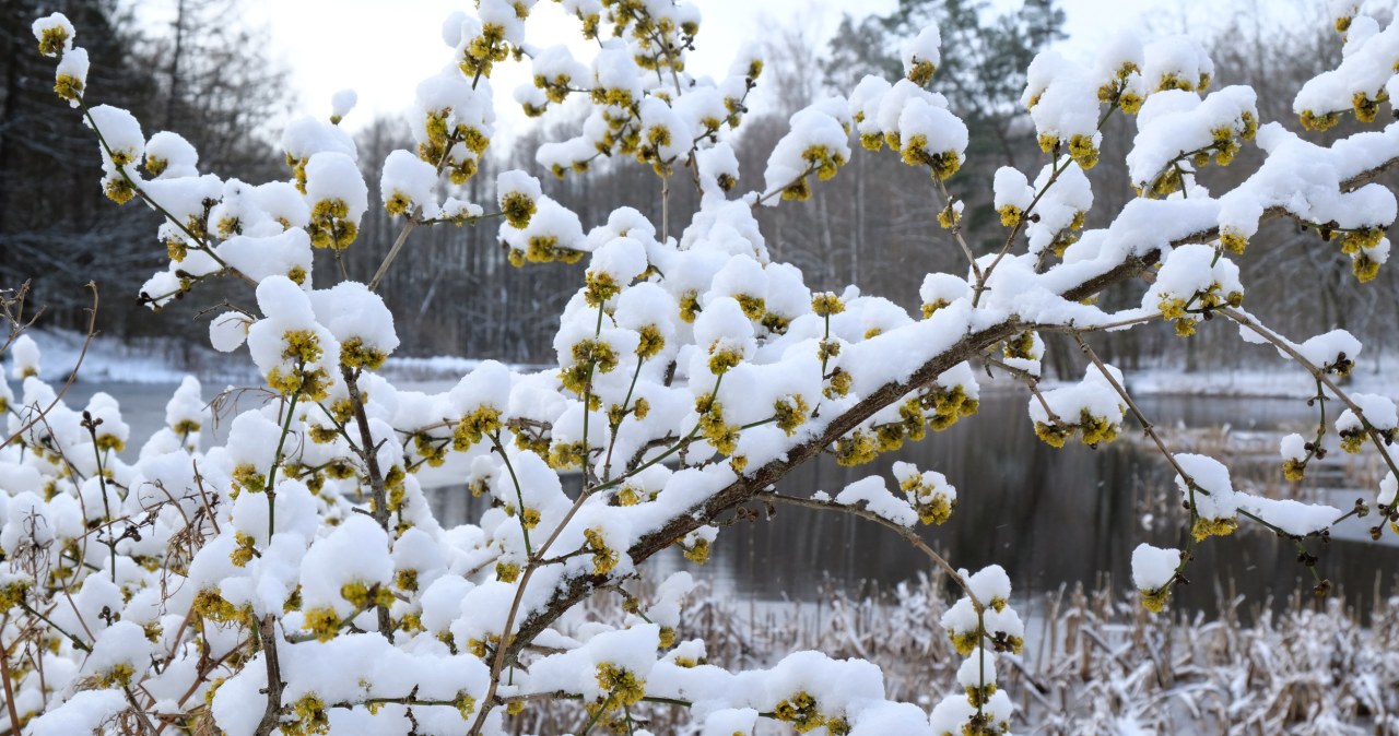 Czarujący krzew, który kwitnie w śniegu. Idealna ozdoba zimowego ogrodu