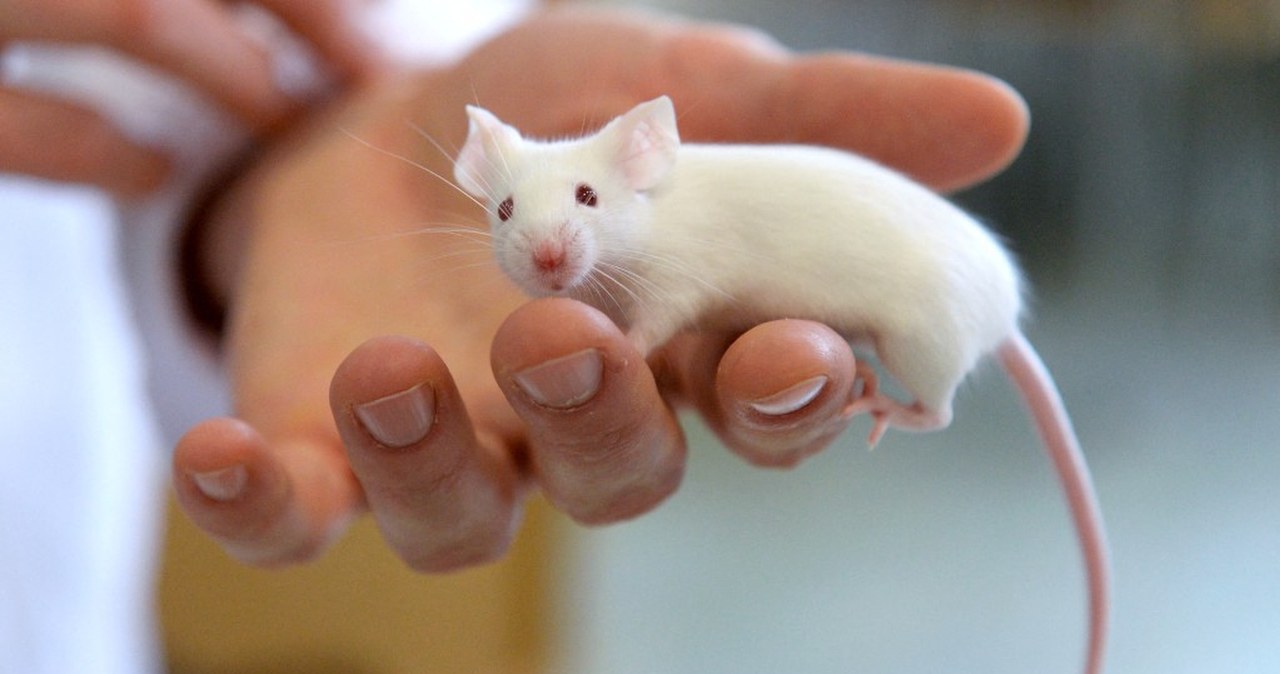 Nigdy czegoś takiego nie widzieli. W jednym domu było ich ok. 500