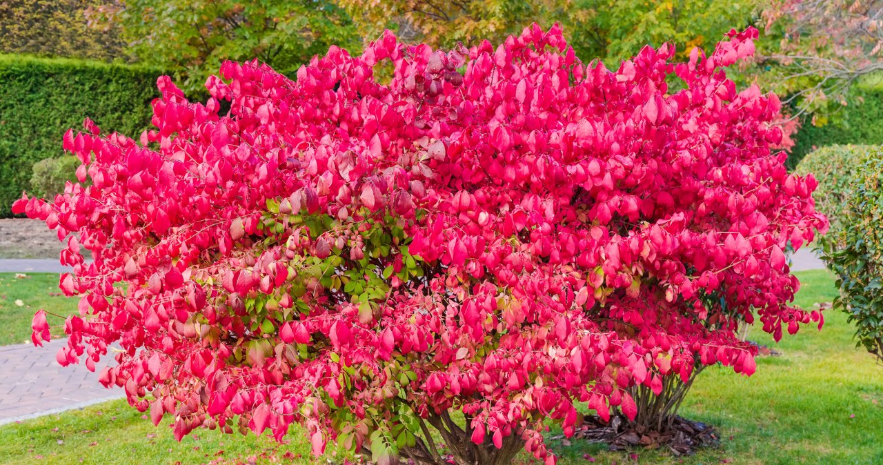 Obok tego krzewu nie można przejść obojętnie. Liście wyglądają zjawiskowo