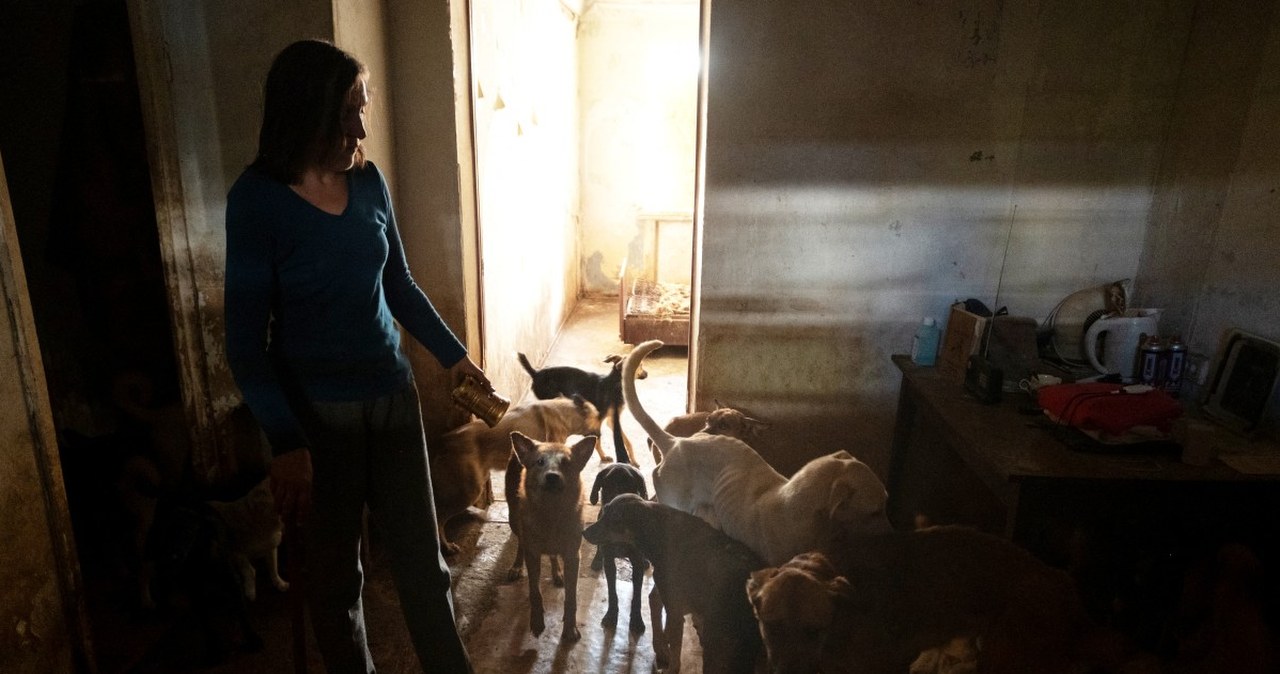 Przebadali psy w czasie wojny w Ukrainie. „Wyniki są uderzające”