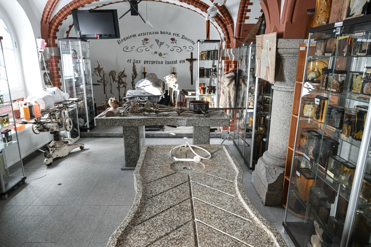 Idealnie zachowana 300-letnia ludzka głowa wydobyta z torfu, zwłoki, w których pszczoły założyły ul, czy unikalna na świecie kolekcja fragmentów ciał ofiar gazów bojowych – to tylko niektóre z eksponatów, jakie można zobaczyć w jedynym takim miejscu w Polsce. W Muzeum Medycyny Sądowej Uniwersytetu Medycznego we Wrocławiu historia spotyka się z nauką, a każdy eksponat opowiada niecodzienną, często mroczną historię.