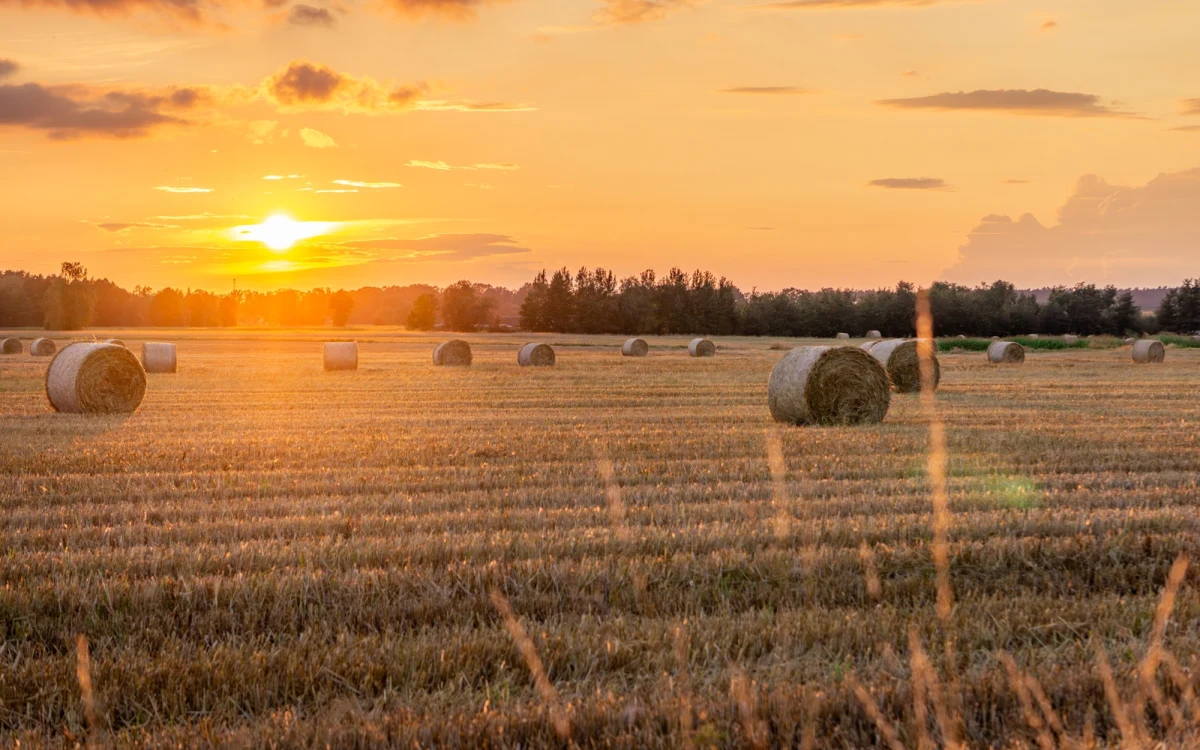 Sejm zdecydował o przedłużeniu zakazu sprzedaży państwowej ziemi rolnej o kolejną dekadę - do 2036 roku. Za przyjęciem ustawy opowiedziała się zdecydowana większość posłów.