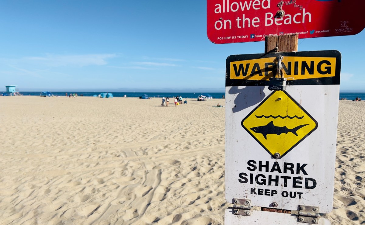 Atak rekina w Sydney. 12-latek zmarł w szpitalu