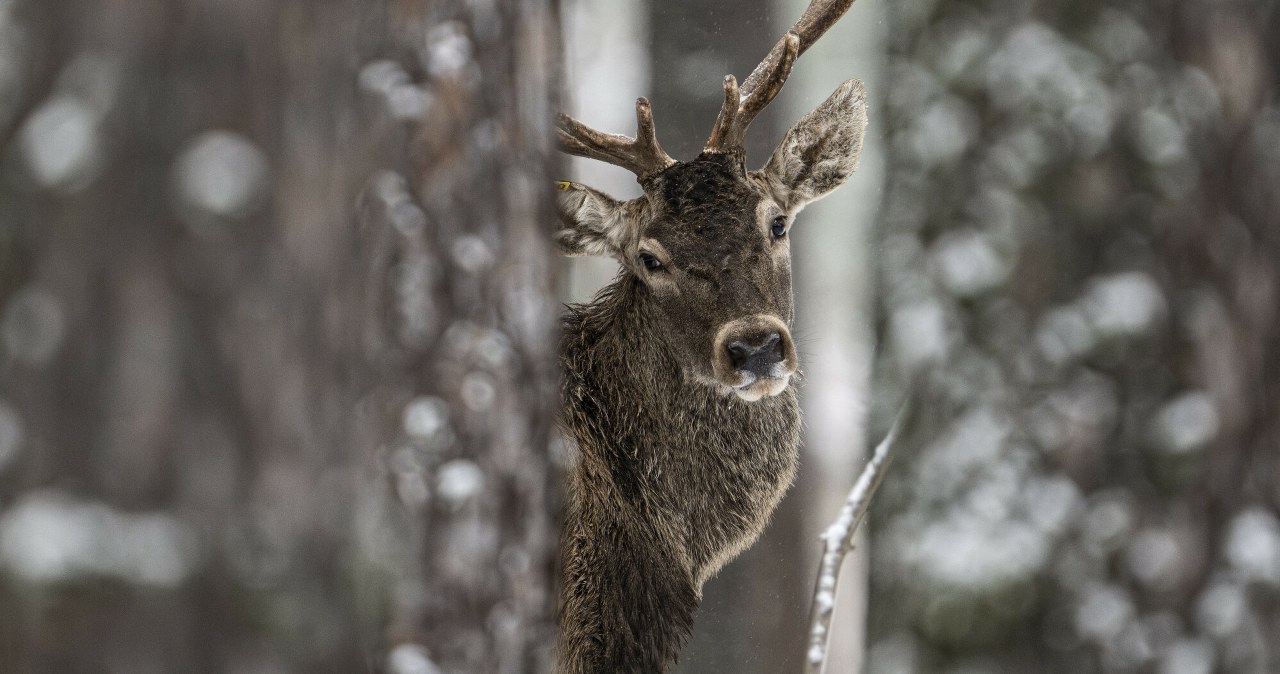 Leżał przymarznięty do śniegu. Potrącony jeleń konał dwa tygodnie