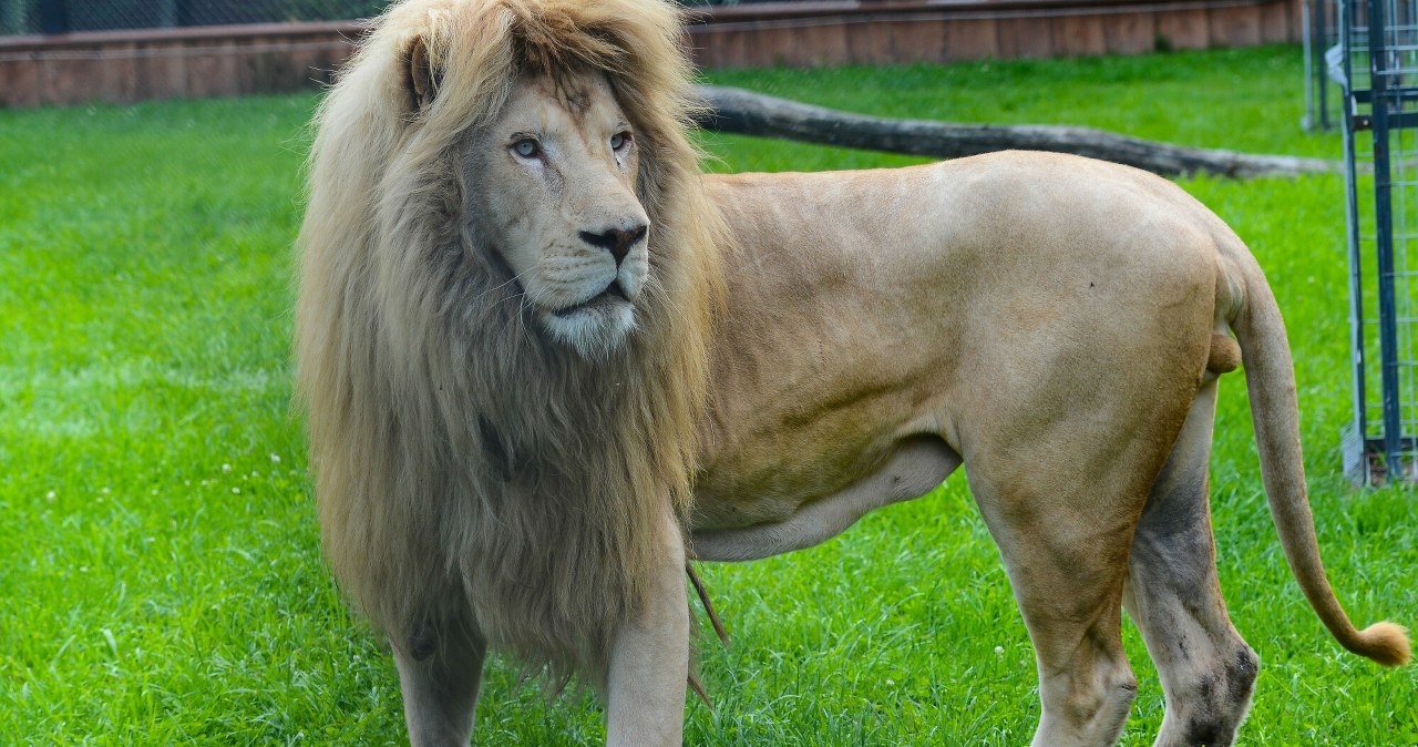 Zoo przekazało smutne wieści. Był pierwszym takim lwem w Polsce