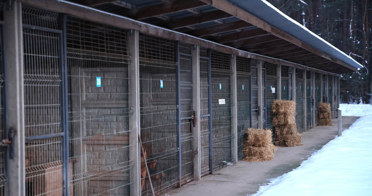 Schronisko w Sobolewie zamknięte. Nowe informacje, ujawniono pismo