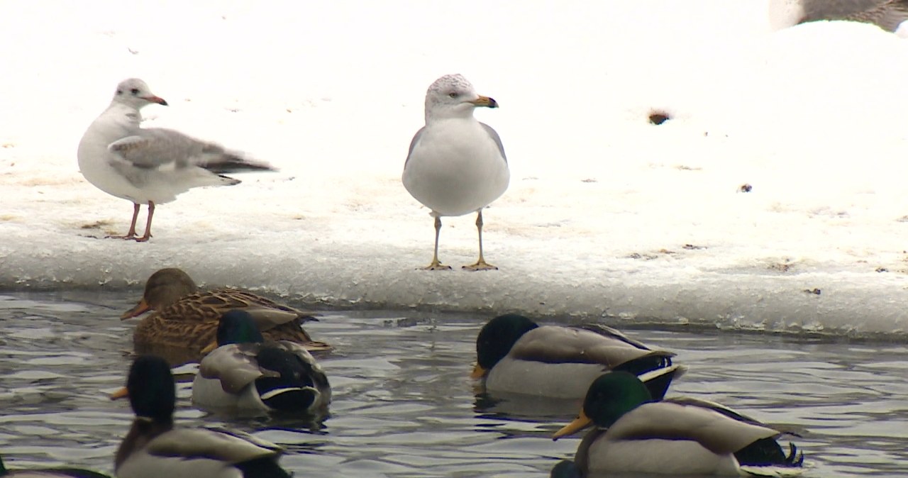 Rzadka mewa przyleciała do Polski tysiące kilometrów. Ma nawet imię