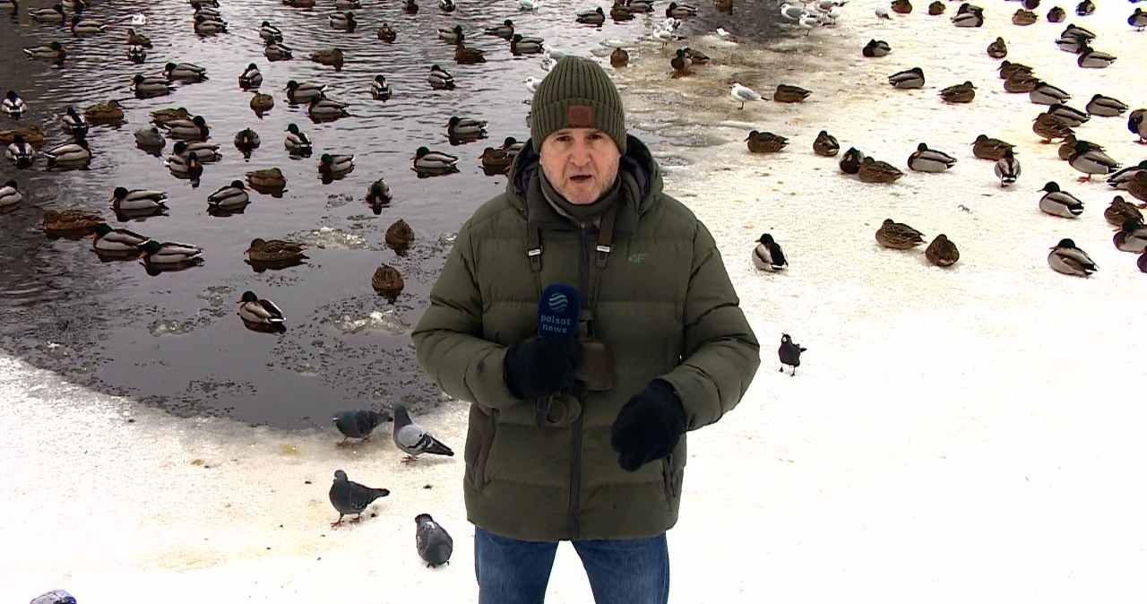 Wielki problem dla polskich ptaków. Najbardziej nasila się zimą