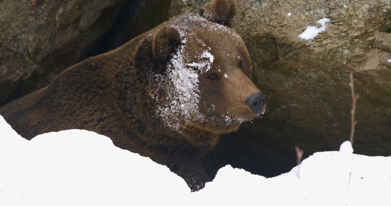 Nie poszły spać, chodzą obok ludzi. Co się dzieje?