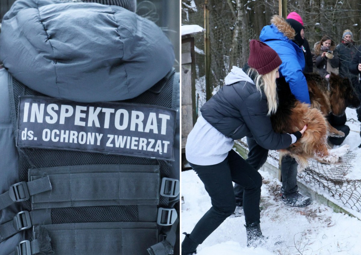 Schronisko w Sobolewie opustoszało. Co się stało z 146 psami?