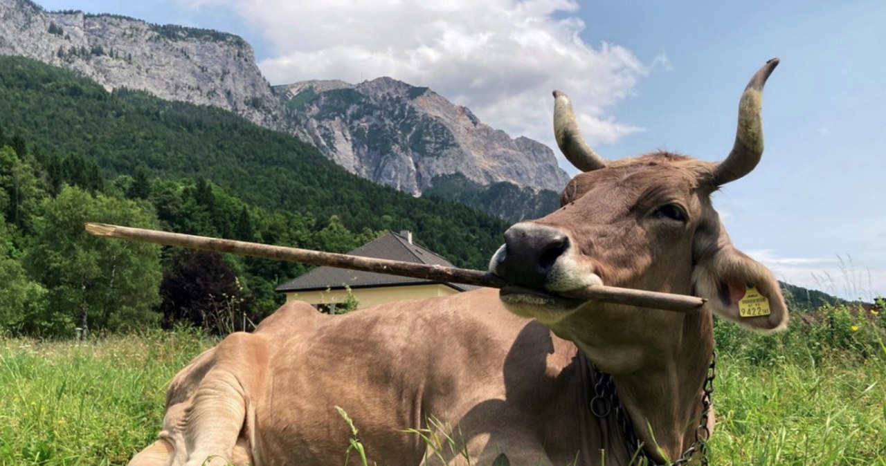 Krowa, która świadomie używa narzędzi. Weronika obaliła liczne stereotypy