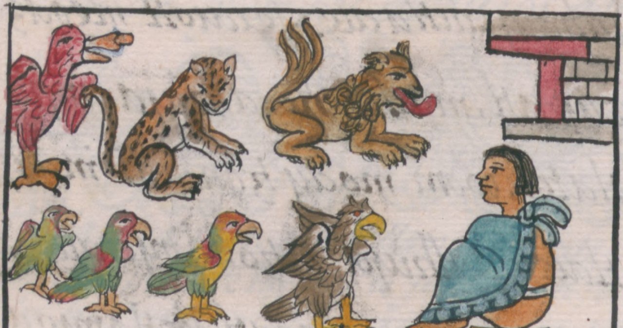 Król Azteków i jego własne zoo. Zwierzęta nie były tylko na pokaz