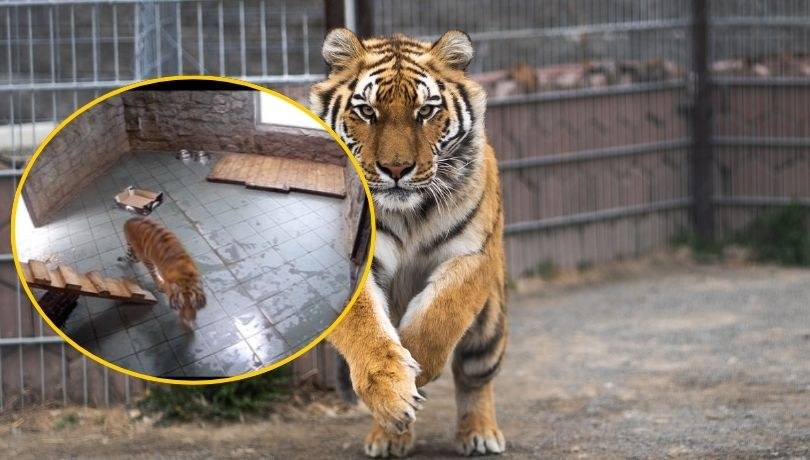 /Facebook / ZOO Wrocław /Shutterstock