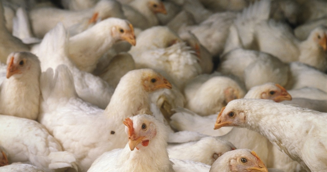 Koniec szybkorosnących kurczaków na fermach. Na razie w jednym kraju Europy