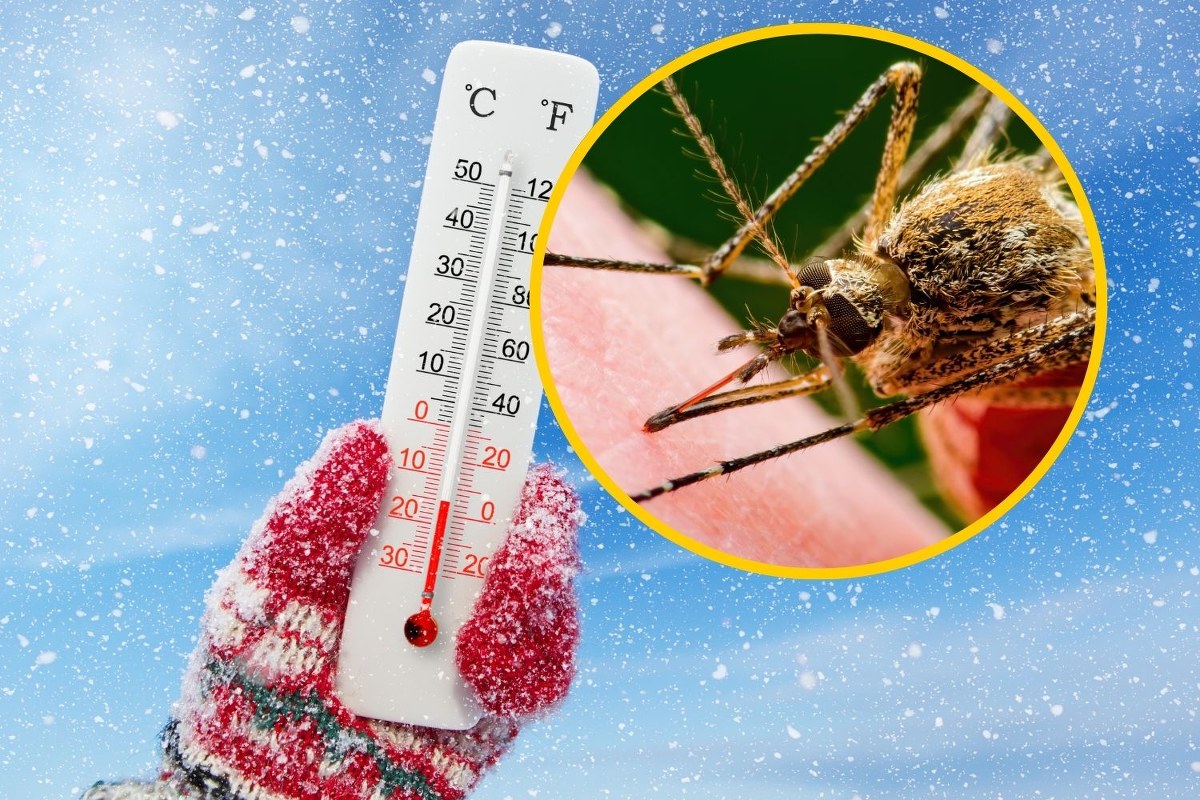 Zima wybije komary i kleszcze? "Nie liczyłbym na to"
