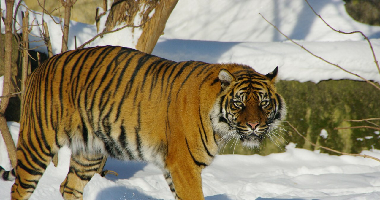 Tygrysica niszczy system monitoringu w zoo. Ogród opublikował nagranie