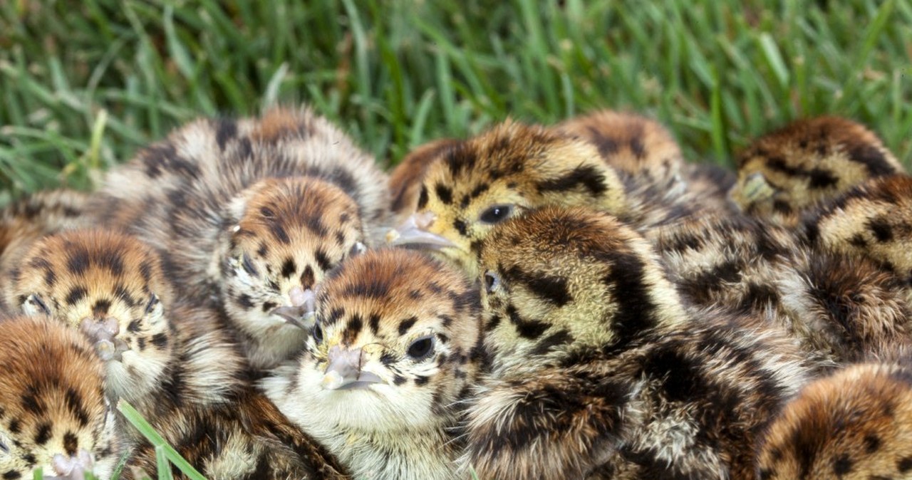 Polskie ptaki systematycznie znikają z krajobrazu. Kiedyś były całe stada