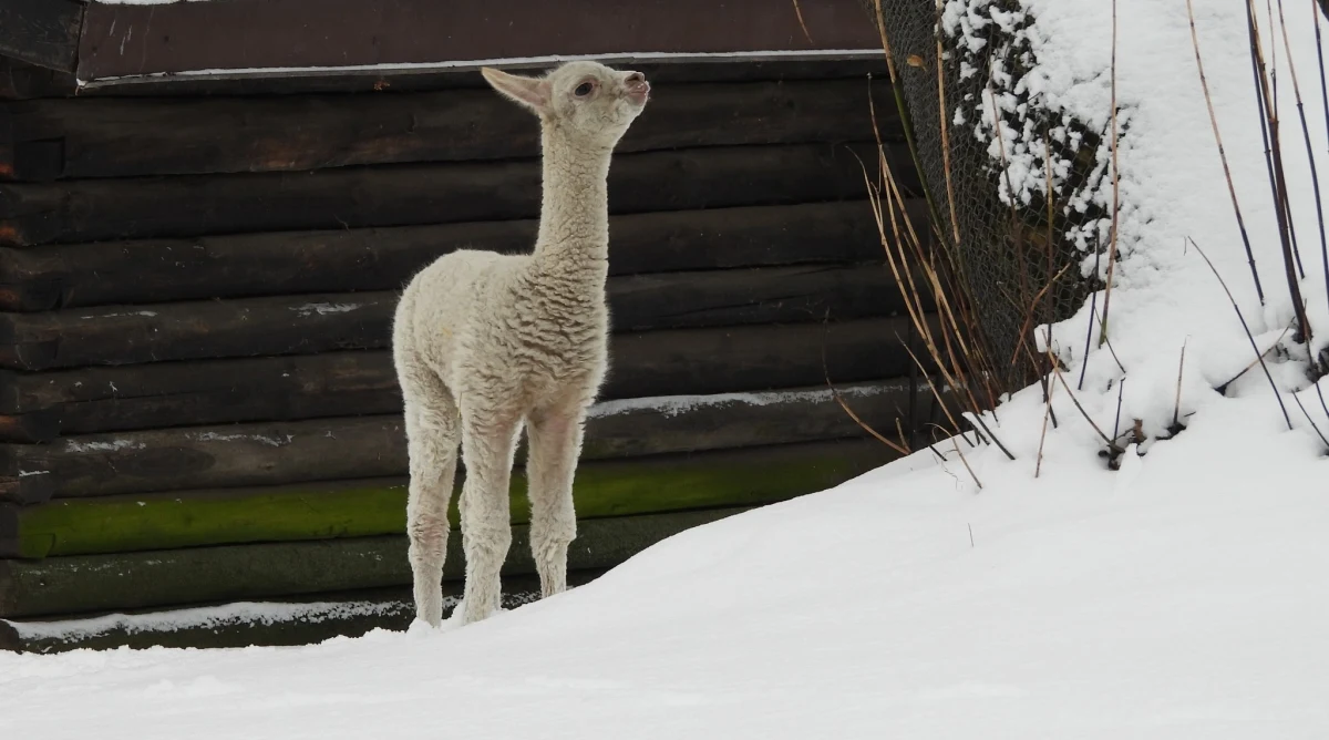 Stołeczny ogród zoologiczny szuka imienia dla swojego nowego mieszkańca. To samiec alpaki, który urodził się pod koniec 2025 r. 