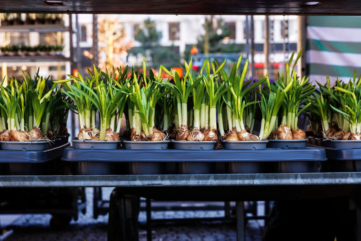 Unia Europejska mówi stanowcze "nie" plastikowym doniczkom, które do tej pory towarzyszyły nam podczas zakupów kwiatów i roślin. Nowe przepisy mają na celu ograniczenie ilości odpadów i promowanie opakowań wielokrotnego użytku. 