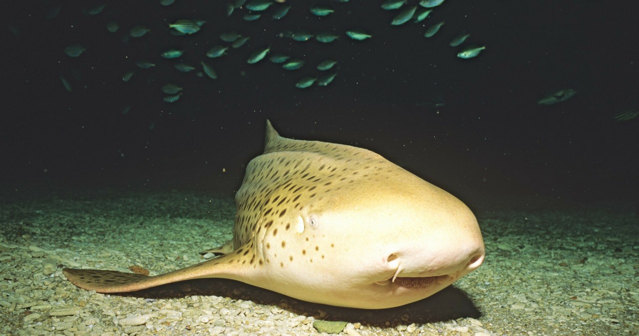 Powrót niezwykłych rekinów w cętki do oceanu. Wielka akcja zagrożonych ryb