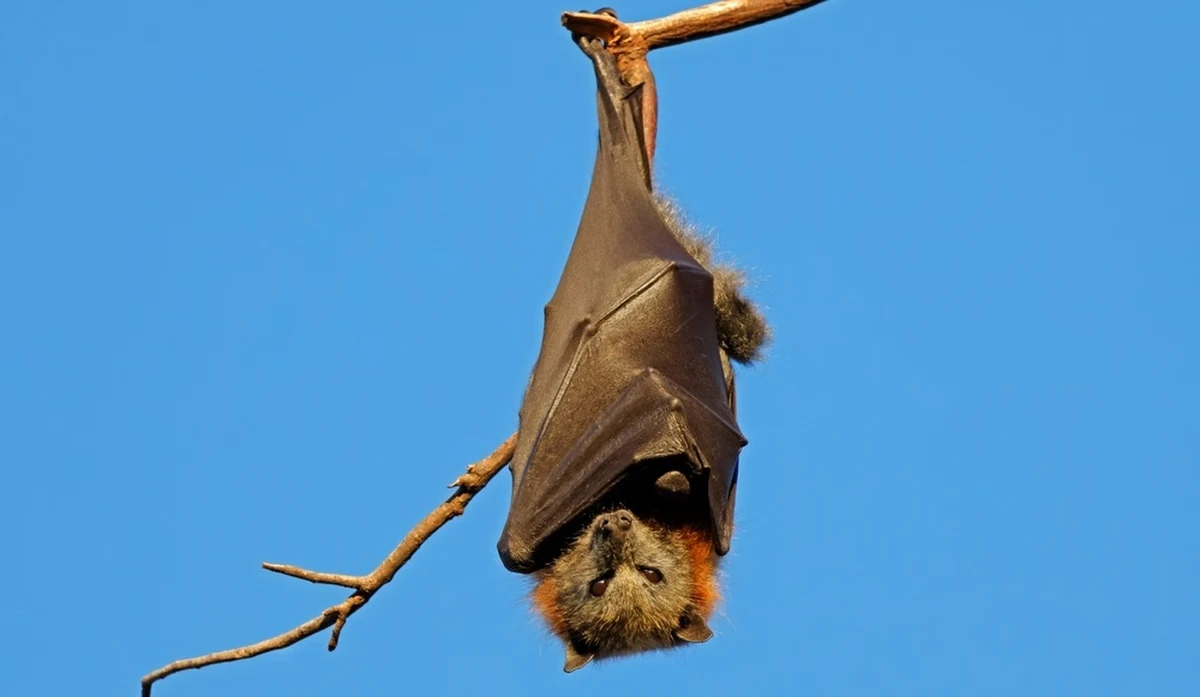 W Indiach odnotowano kolejne przypadki zakażenia wirusem Nipah - śmiertelnie niebezpiecznym patogenem, na którego nie istnieje szczepionka ani skuteczne leczenie. Władze wprowadzają nadzwyczajne środki ostrożności, a służby medyczne apelują o czujność wobec pierwszych objawów choroby. Kolejne kraje wprowadzają kontrole sanitarne na lotniskach. Atmosfera w Tajlandii, Nepalu i Tajwanie przypomina tę z pandemii Covid-19.