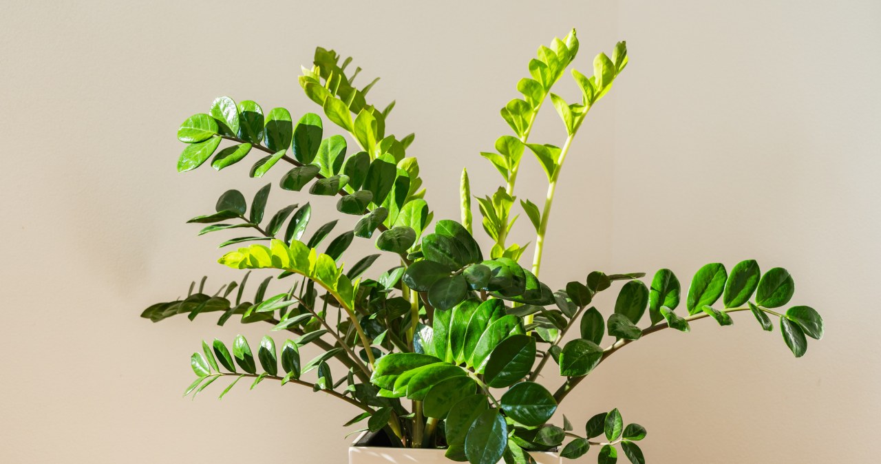 Wsyp do doniczki z zamiokulkasem. gwałtownie pojawią się nowe liście