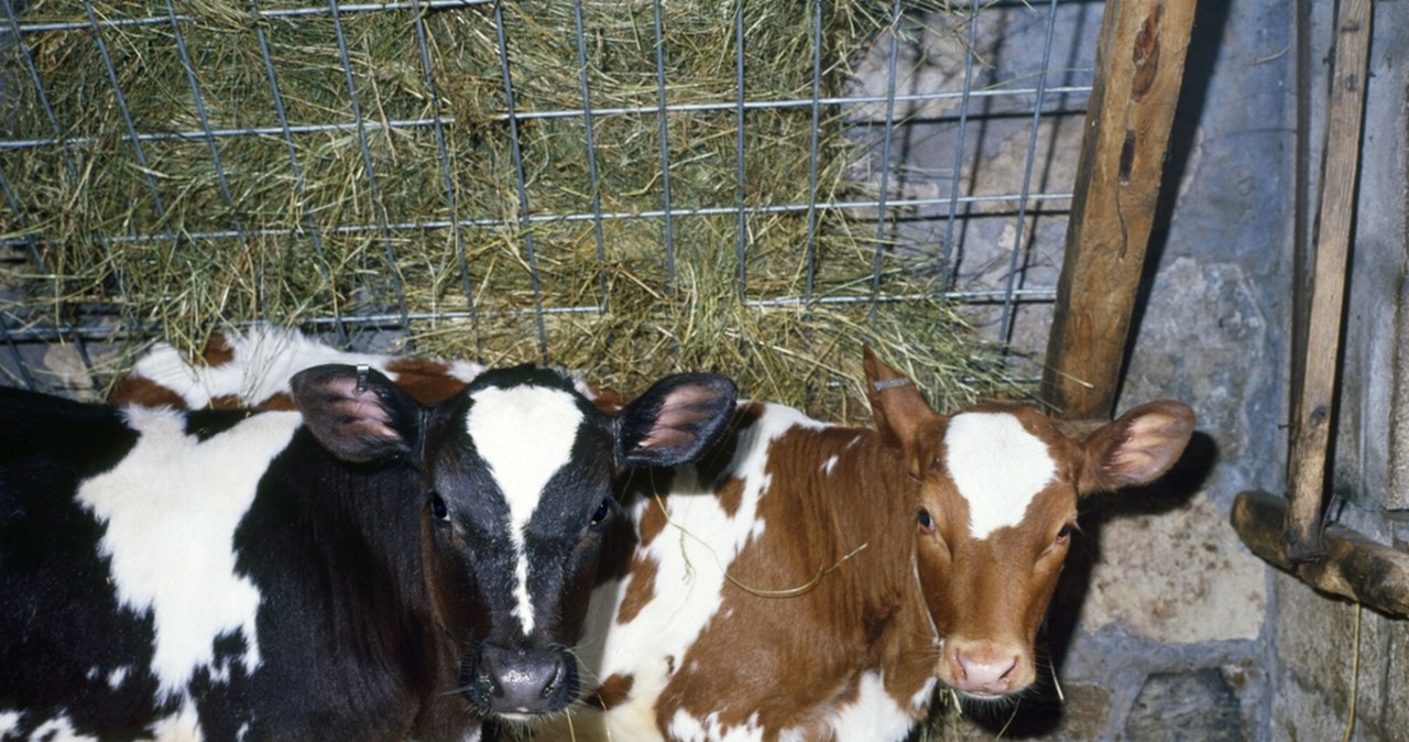Krowy żyły w skandalicznych warunkach. Niektóre miały wrośnięty łańcuch