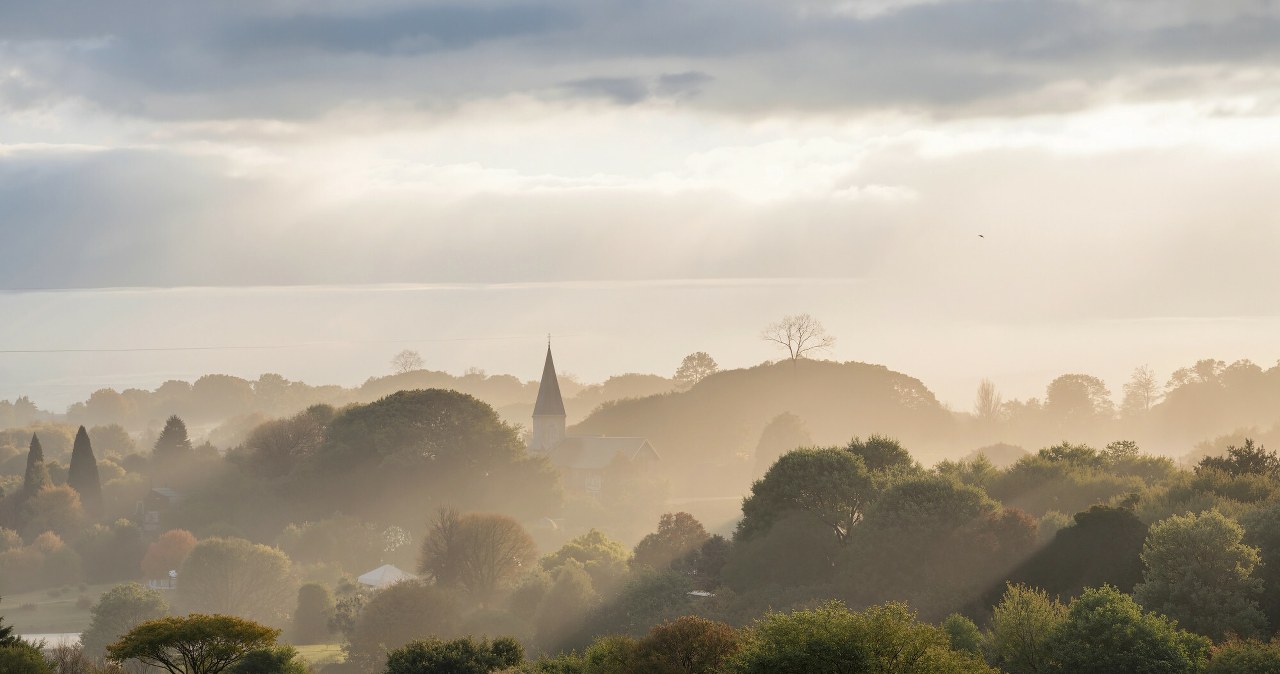 Nie przesadza się starych drzew. Ludzie są dzięki nim zdrowsi