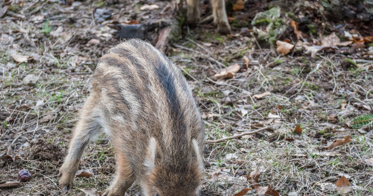 Poruszające nagranie z lasu trafiło do sieci. Leśnicy wydali apel
