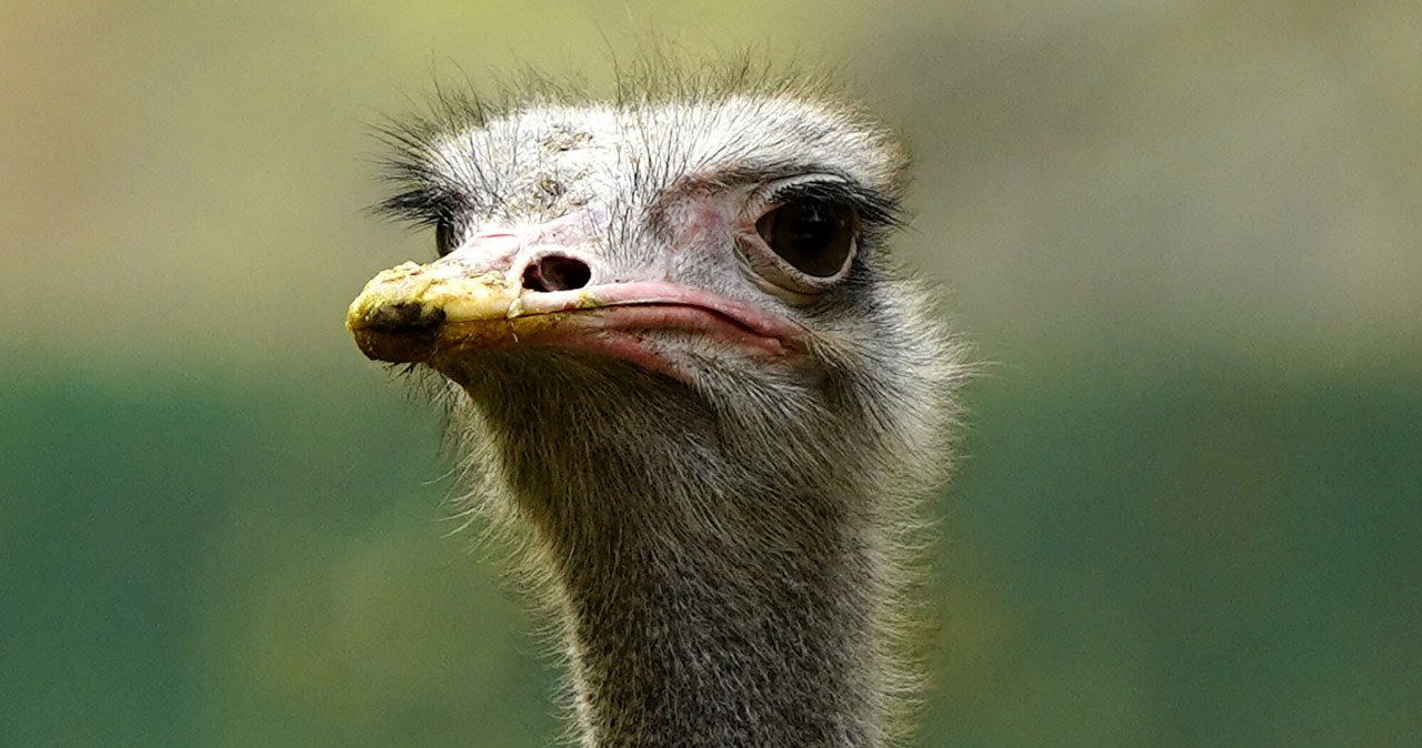 Australijski ptak przechadzał się przemyską ulicą. To prawdziwy gigant