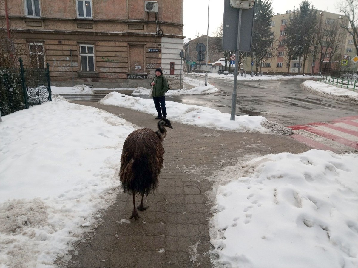 Egzotyczny pieszy w Przemyślu. "Coraz większe te gołębie"