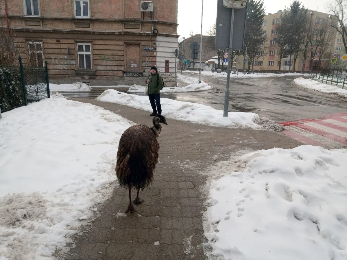W poniedziałek po ulicach Przemyśla (woj. podkarpackie) przechadzał się nietypowy gość. Na chodniku mieszkańcy zauważyli emu. Ptak - jak wyjaśniło miasto - uciekł z transportu.