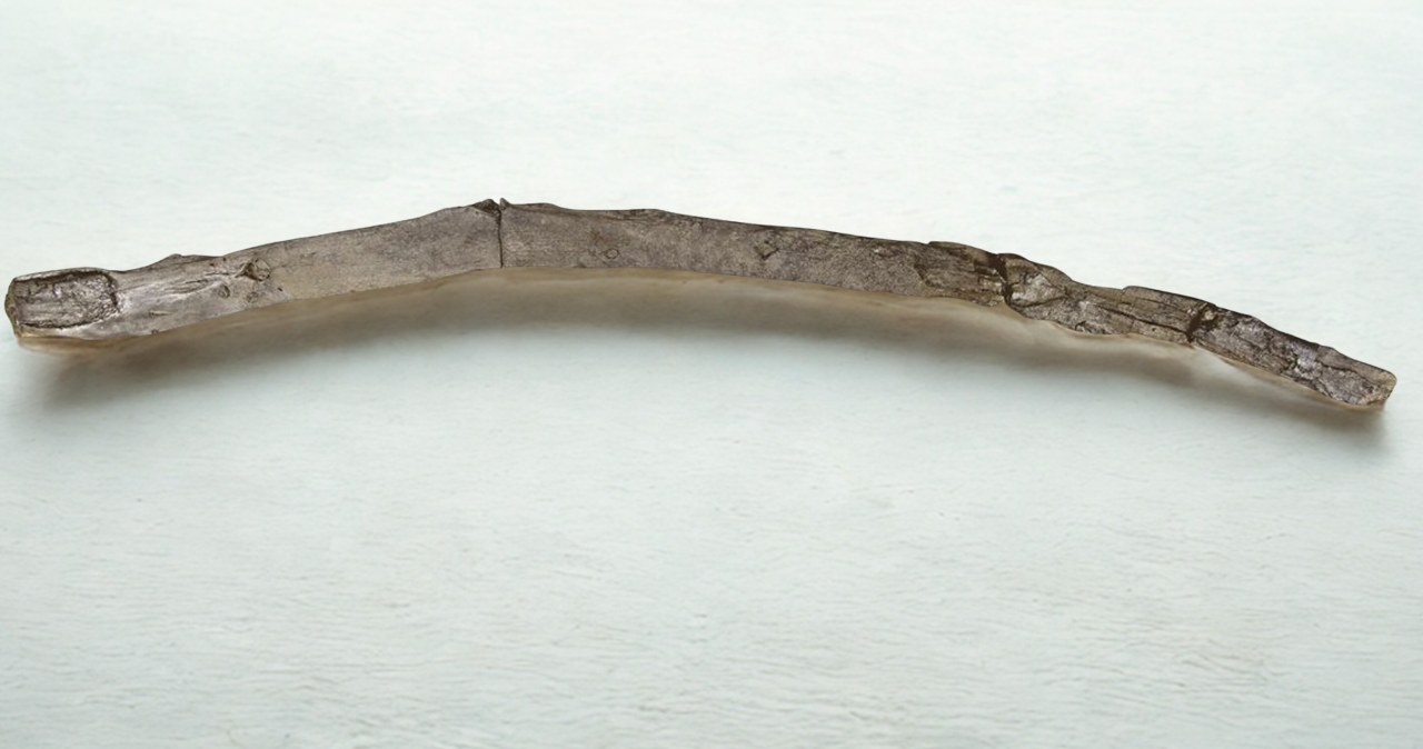 Patyk sprzed 430 tys. lat. To najstarsze drewniane narzędzia ludzkości