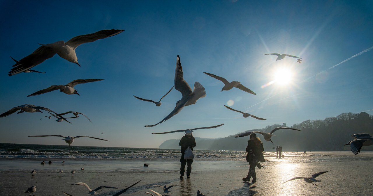 Postrzałki i zmarznięte ptaki. Dzikich pacjentów w zimie przybywa